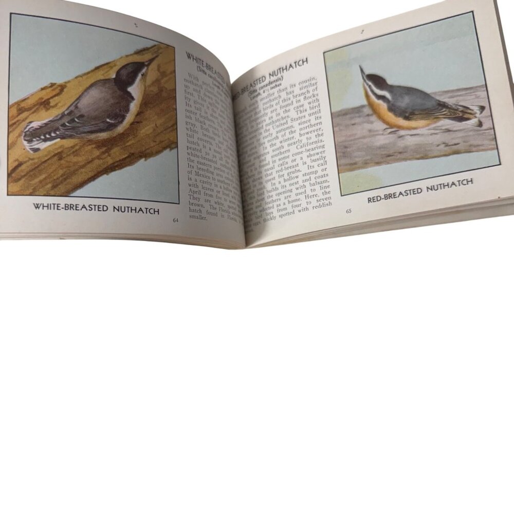 Vintage 1931 "The Green Book Of Birds Of America" By Frank G. Ashbrook - Picture 12 of 16